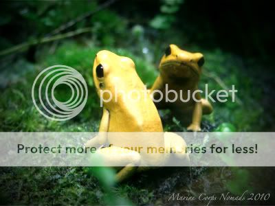 Yellow Tree Frogs