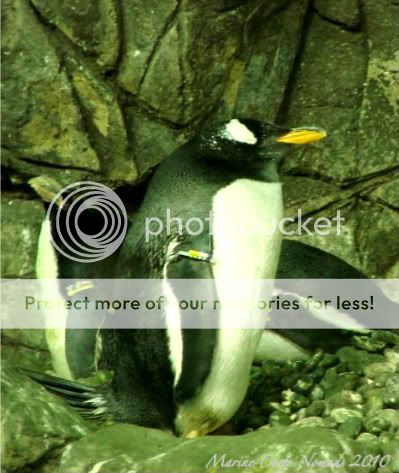 Penguins 1