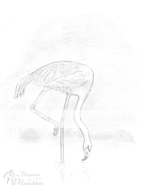 Sketch of a Flamingo