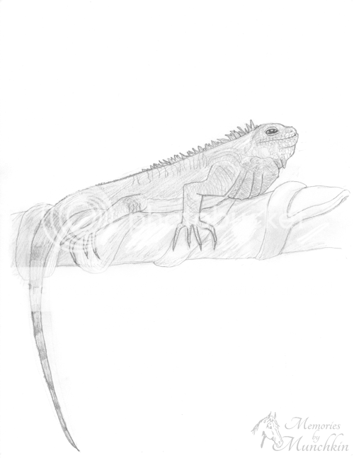 Sketch of an Iguana