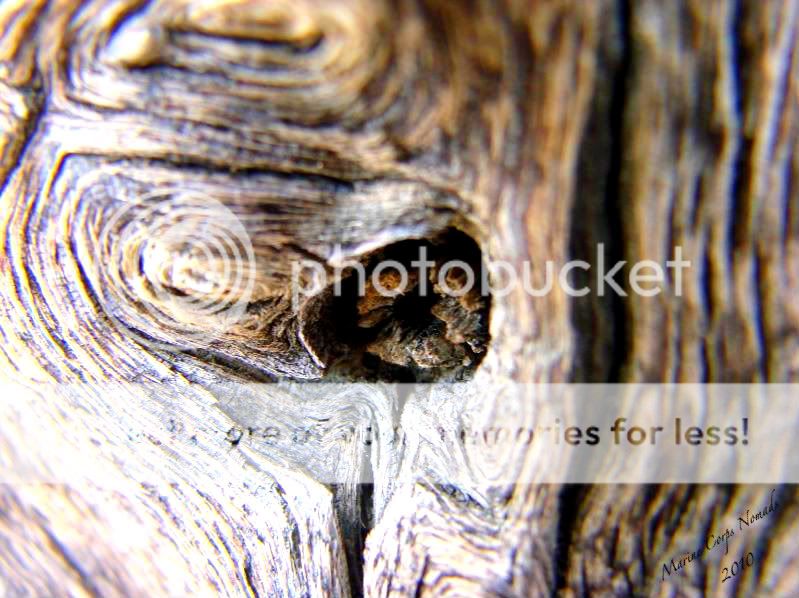 Knot in Tree