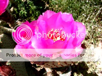 Prickly Pear Cactus Flower 2