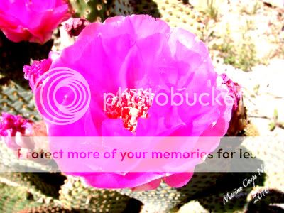 Prickly Pear Cactus Flower 3