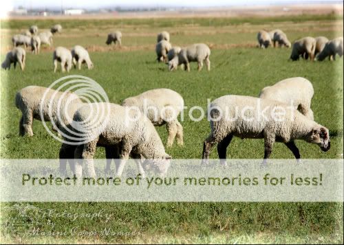 Sheep in Green Pasture