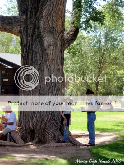 Cottonwood Tree Trunk