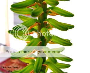 Aloe Plant Pods