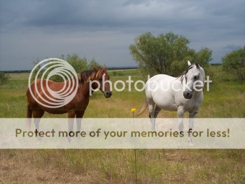 Redbud Quarter Horses Emmyandmemo9907