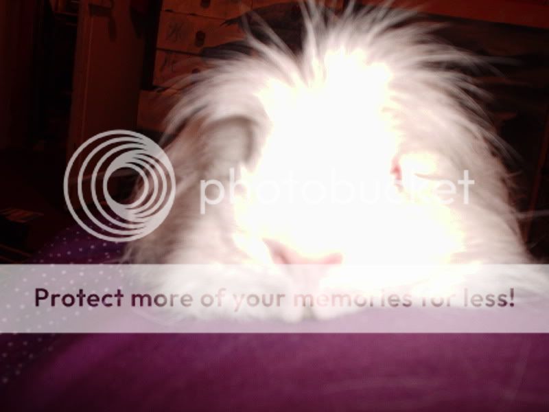 1232640f.jpg