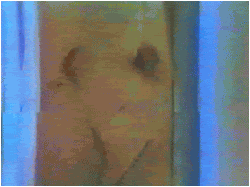 20.gif