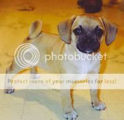 This is my dog Dumbledorp Puggle
