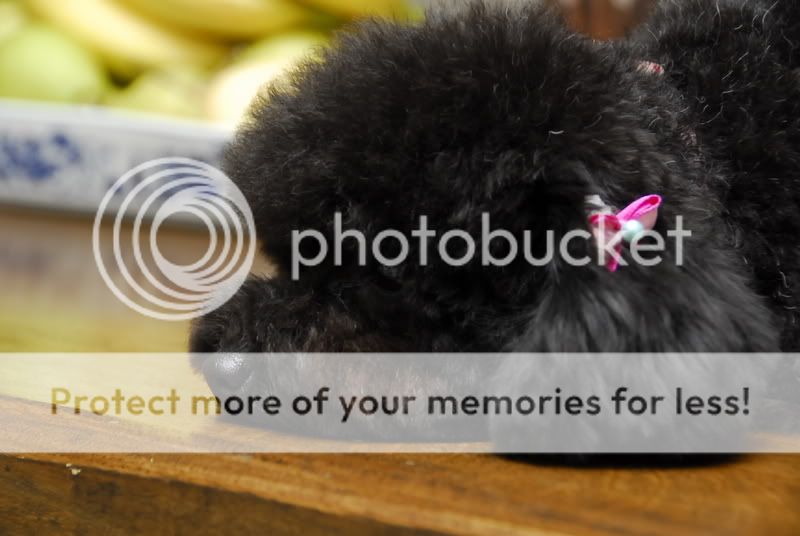 我家的小黑骐不断更新