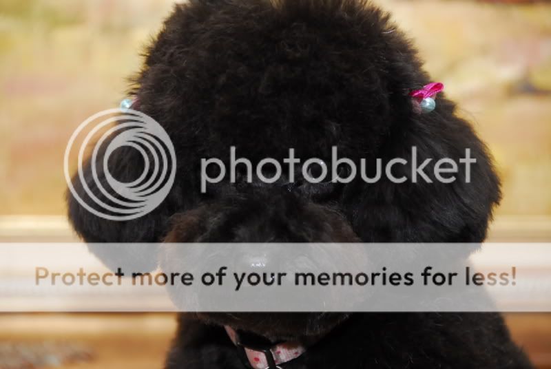 我家的小黑骐不断更新