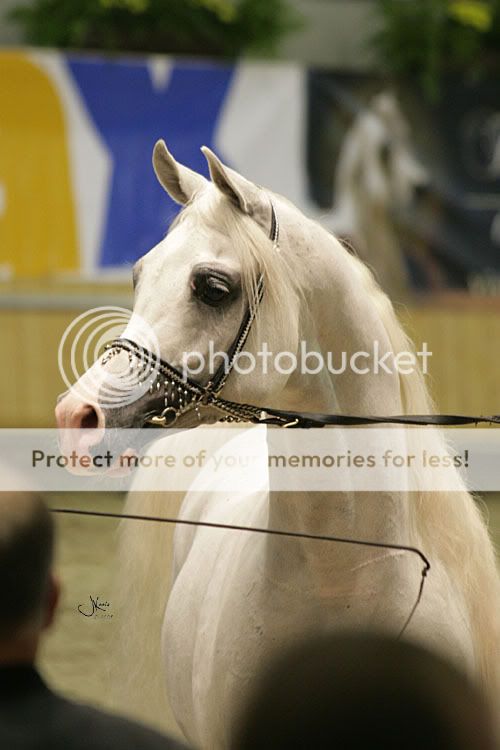 Coupe des nations à Aachen - Page 2 ImperialBaarez21-1