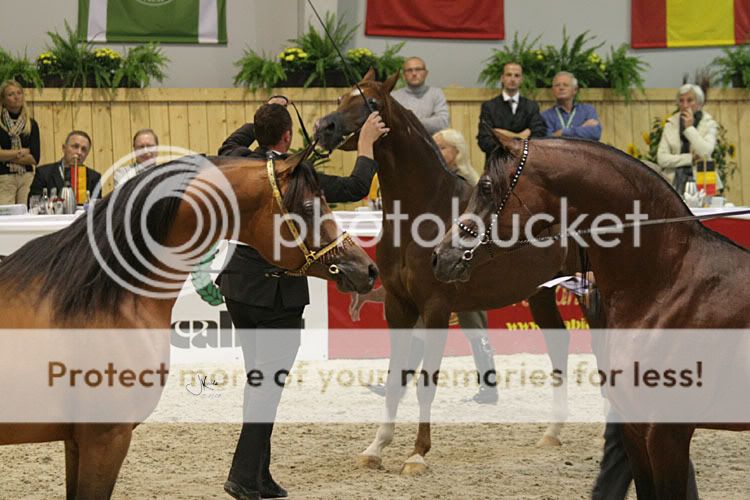 Coupe des nations à Aachen - Page 2 MarajjMarwanAlShaqab4