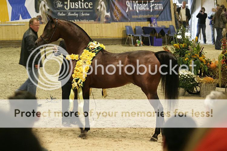 Coupe des nations à Aachen - Page 2 MarwanAlShaqab139