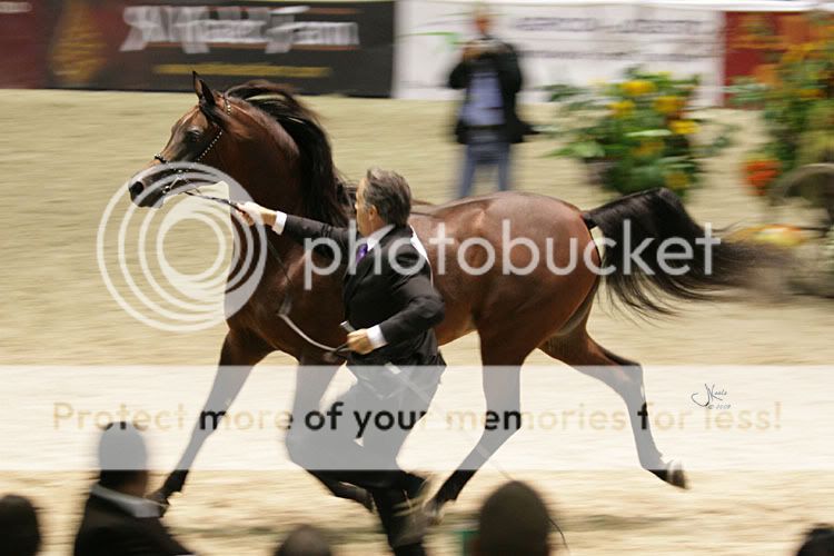 Coupe des nations à Aachen - Page 2 MarwanAlShaqab24