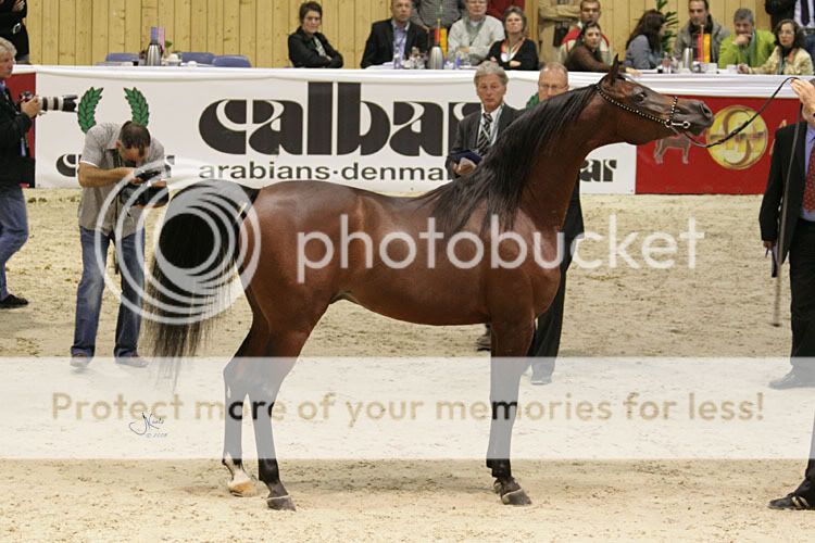 Coupe des nations à Aachen - Page 2 MarwanAlShaqab35