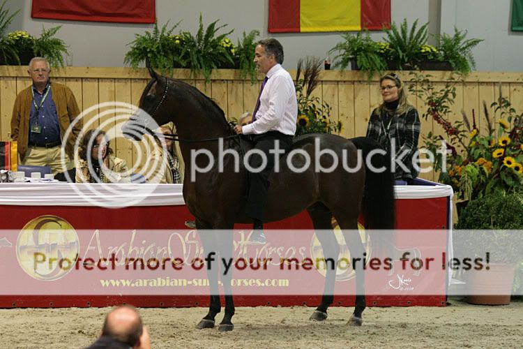 Coupe des nations à Aachen - Page 2 MarwanAlShaqab74