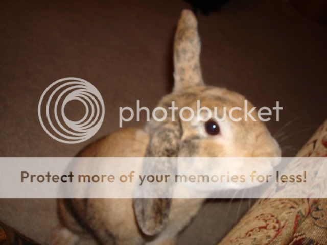 Photobucket - Video and Image Hosting