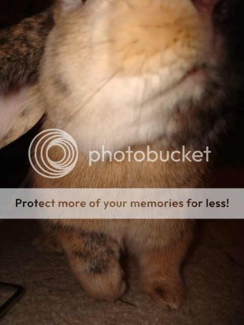 Photobucket - Video and Image Hosting