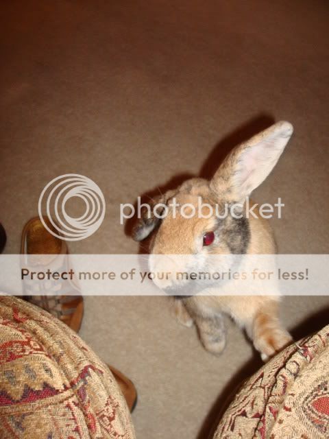 Photobucket - Video and Image Hosting