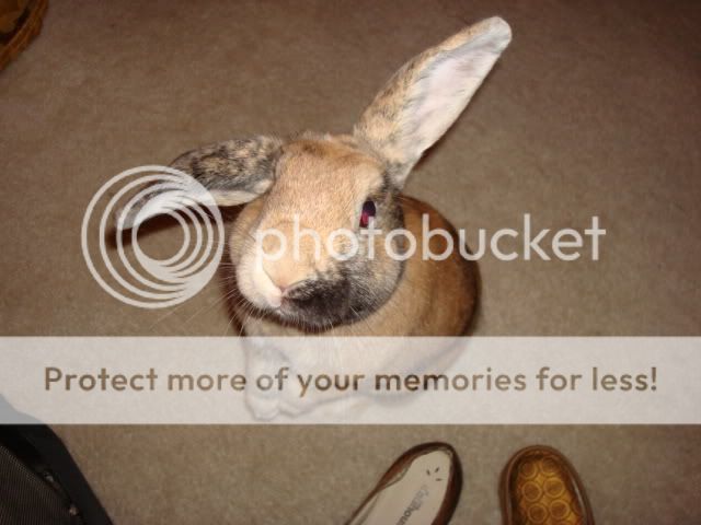 Photobucket - Video and Image Hosting