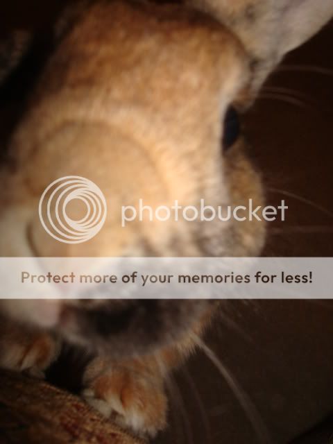 Photobucket - Video and Image Hosting