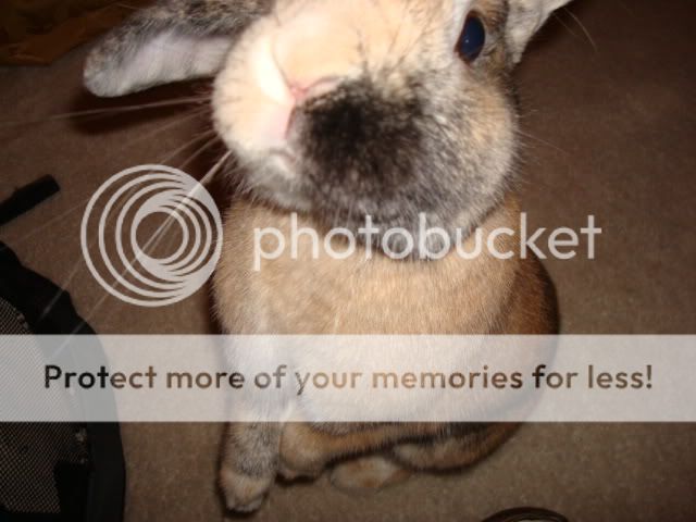 Photobucket - Video and Image Hosting