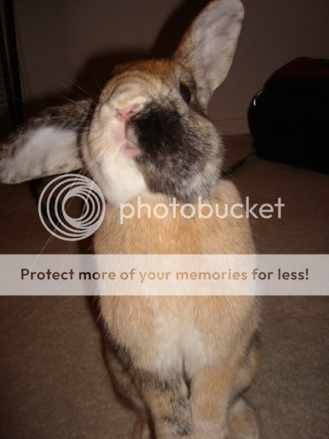 Photobucket - Video and Image Hosting