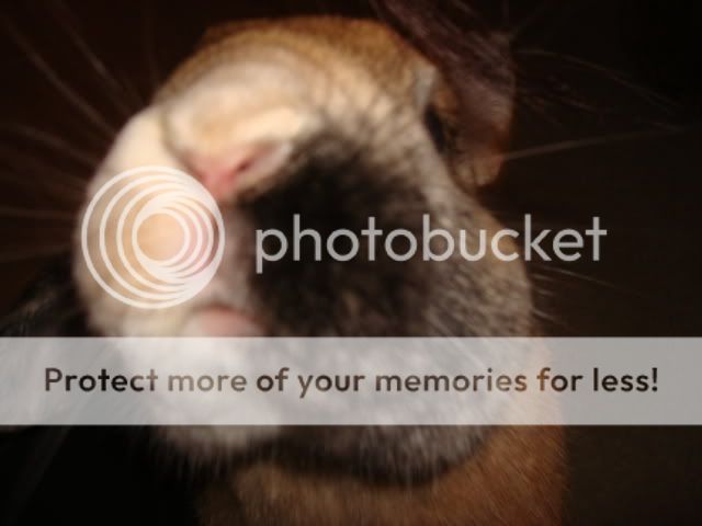 Photobucket - Video and Image Hosting