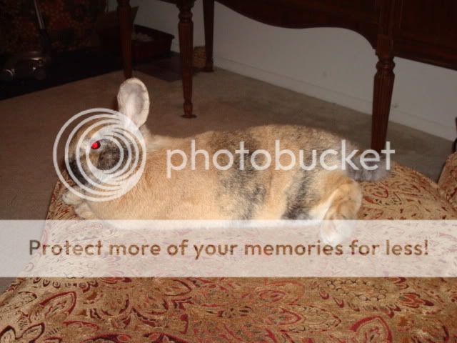 Photobucket - Video and Image Hosting