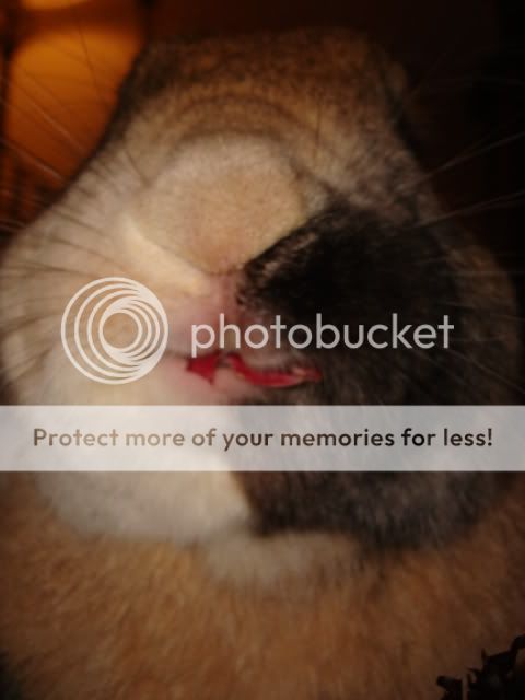 Photobucket - Video and Image Hosting