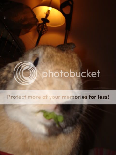 Photobucket - Video and Image Hosting