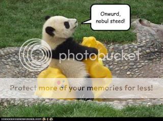 Panda fans unite~ *A*)/ Funny-pictures-panda-has-steed