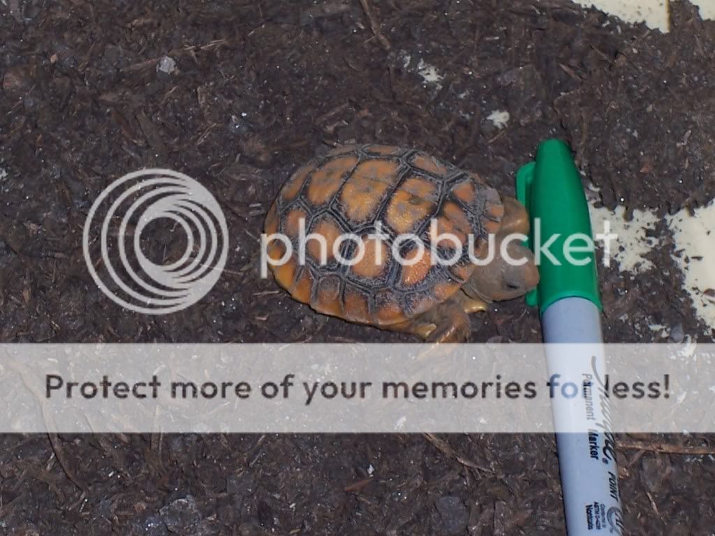 Baby Gopher Tortoise | Homesteading Forum