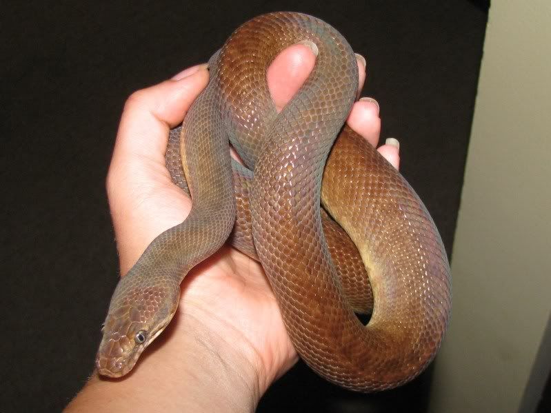 Adult male chiildren's python 019-1