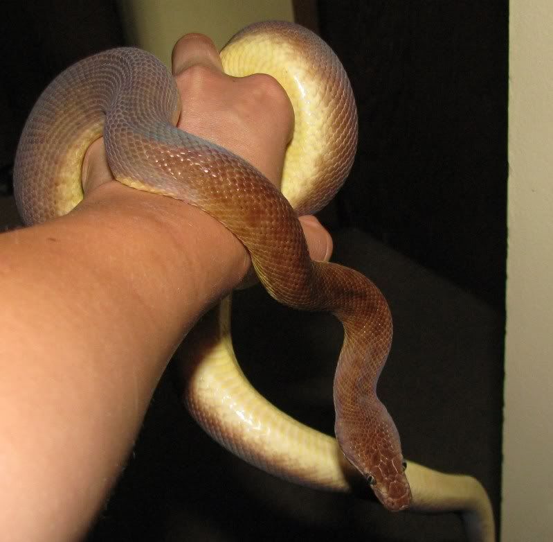 Adult male chiildren's python 022-2