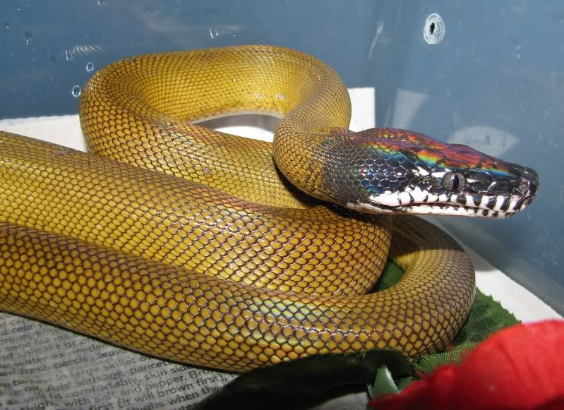 New White-lipped Python 026