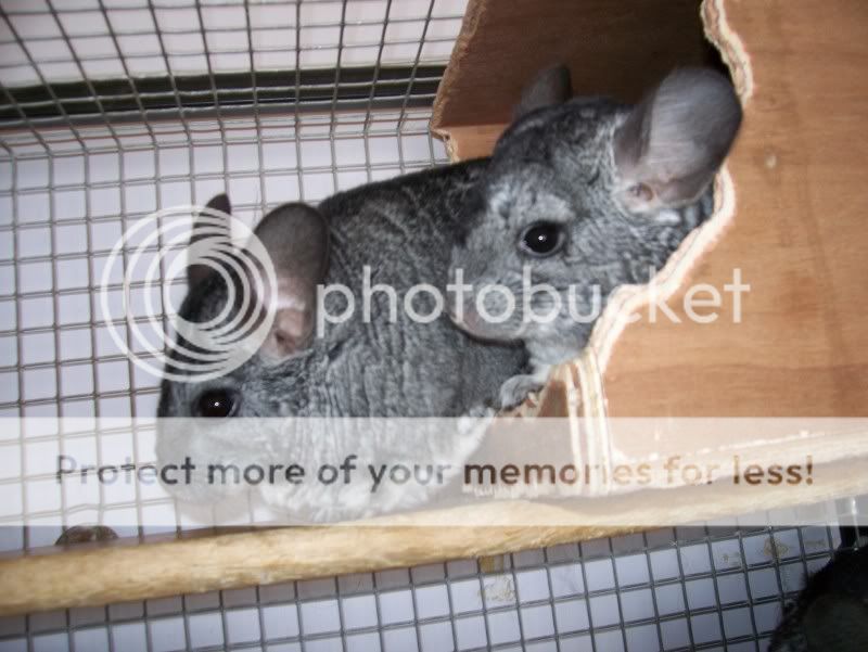 Chinchillas Blubell and Fern Bluebellandfriends003