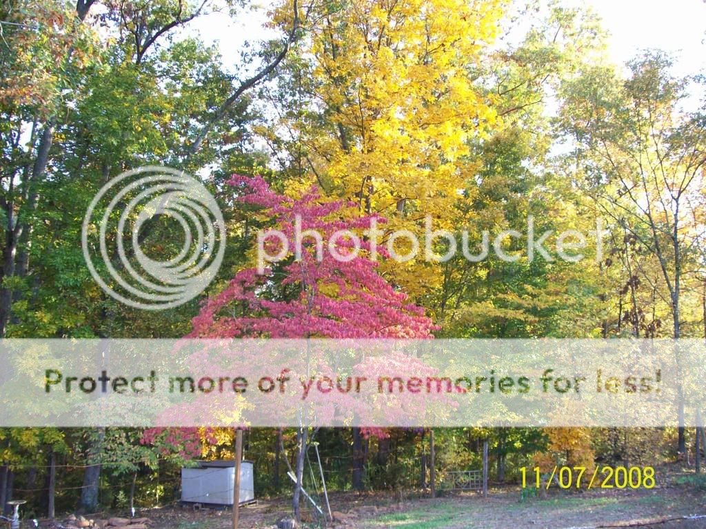 Fall Pics 100_0421