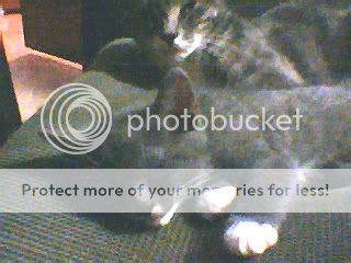 My Cats Thread with 50% Cotton & Kitten Photo045