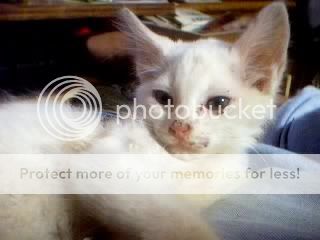 My Cats Thread with 50% Cotton & Kitten Whitecat