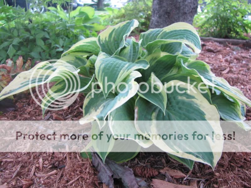 Identification d`hostas  IMG_3311