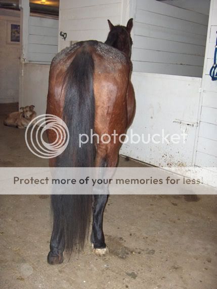 Halter Breaking....what's the fee these days? Dec19-6