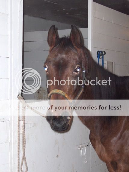 Halter Breaking....what's the fee these days? Dec19-7