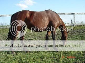 Halter Breaking....what's the fee these days? Libby4-copy