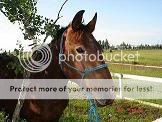 Halter Breaking....what's the fee these days? Libbyhead-copy3