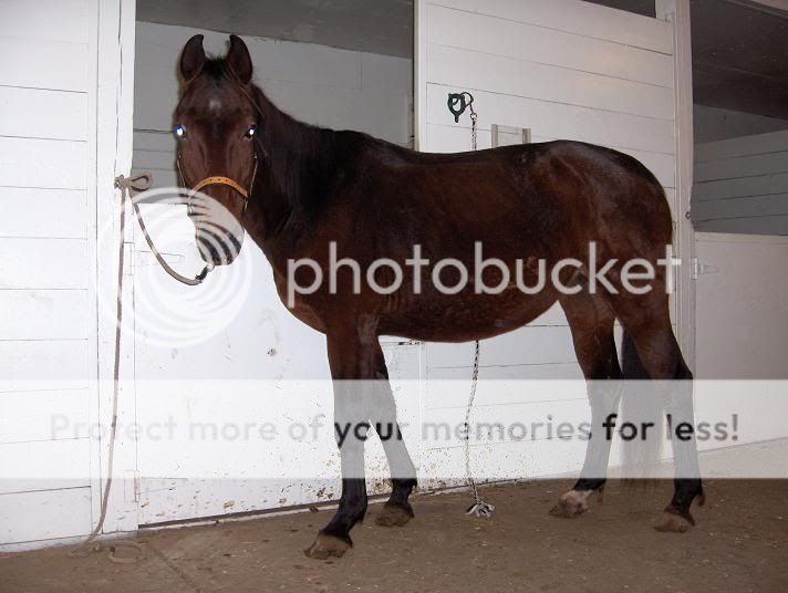 Halter Breaking....what's the fee these days? LibertyNov6002