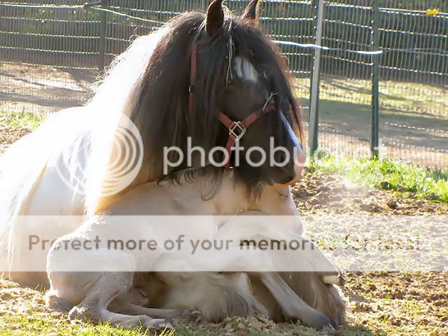 Gypsy Vanner mare and newborn foal! Image002GV