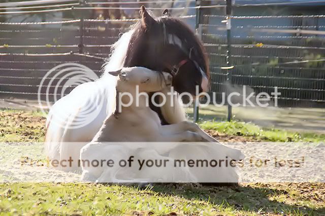 Gypsy Vanner mare and newborn foal! Image003